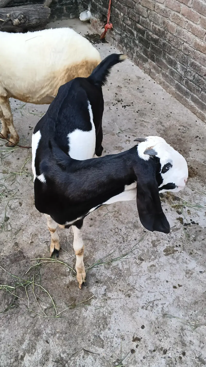 Bakri ur path for sale healthy and active good height — photo 4