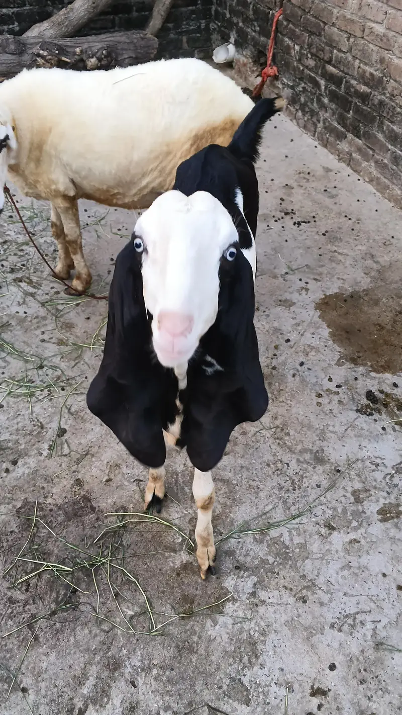 Bakri ur path for sale healthy and active good height — photo 5