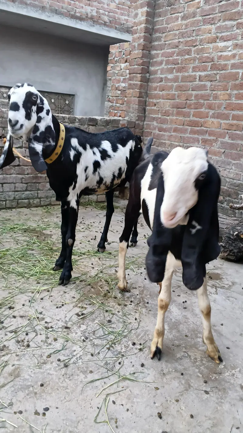 Bakri ur path for sale healthy and active good height — photo 6