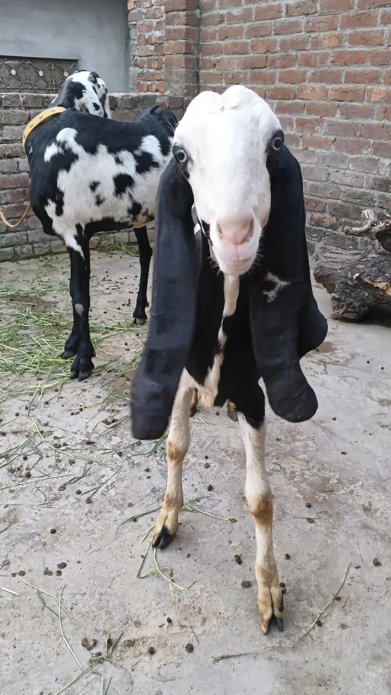 Bakri ur path for sale healthy and active good height — photo 7