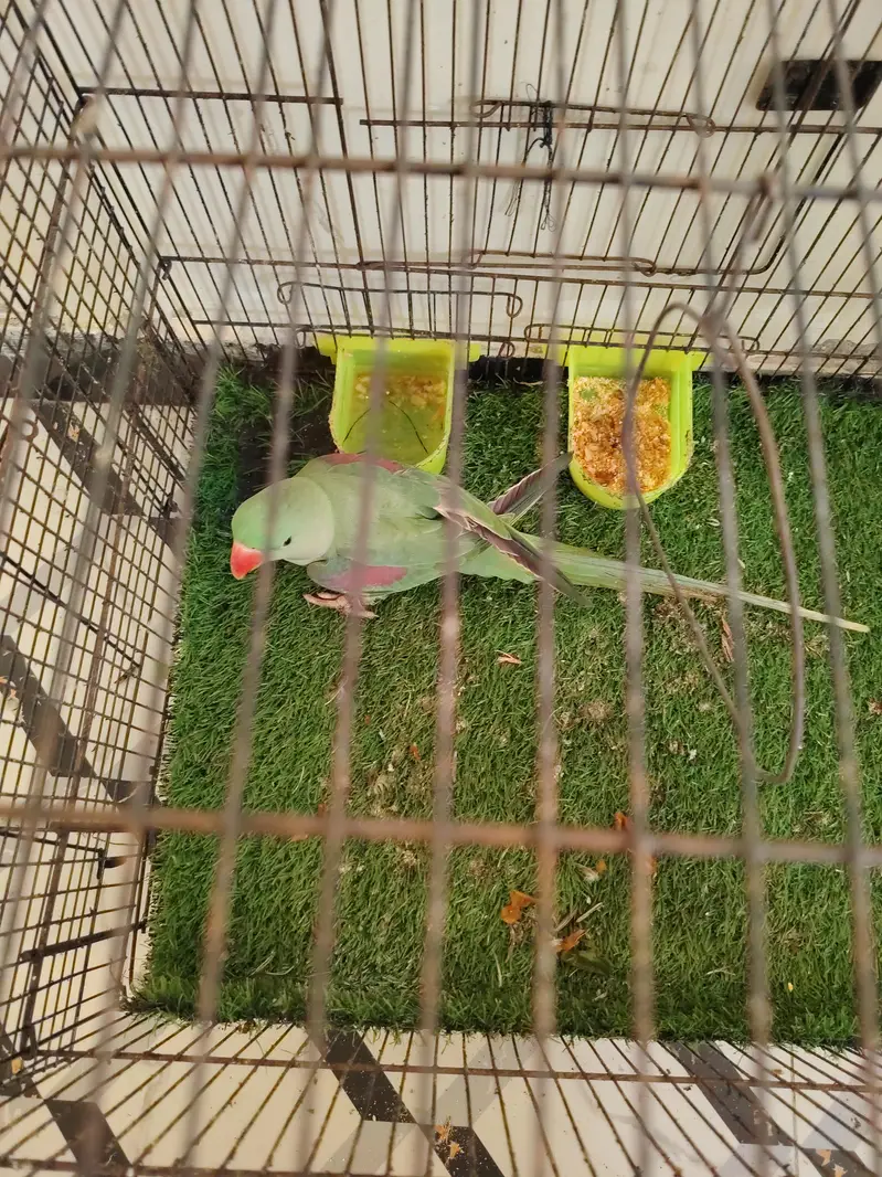 raw parrots healthy — photo 4