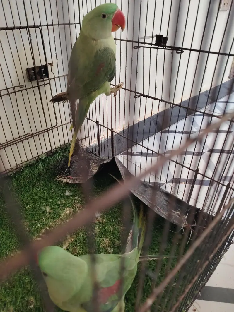 raw parrots healthy — photo 5