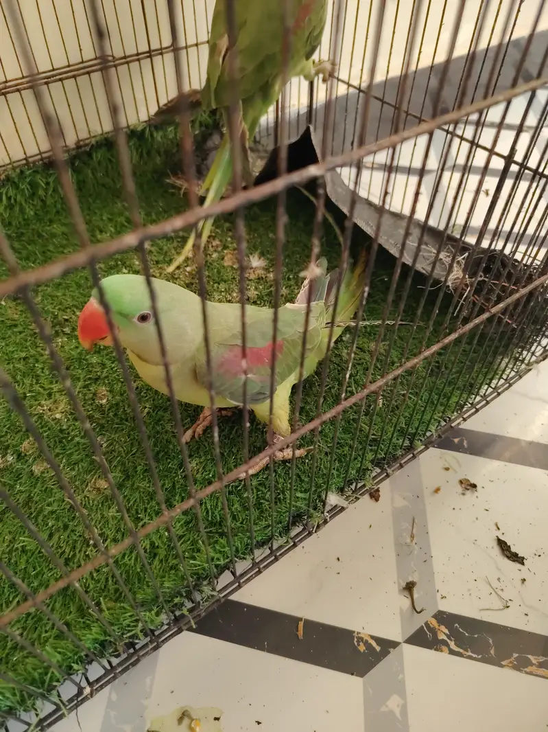 raw parrots healthy — photo 6