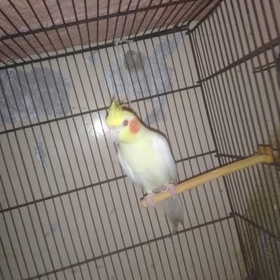 Cocktail Breeder pair with 1 year female chick