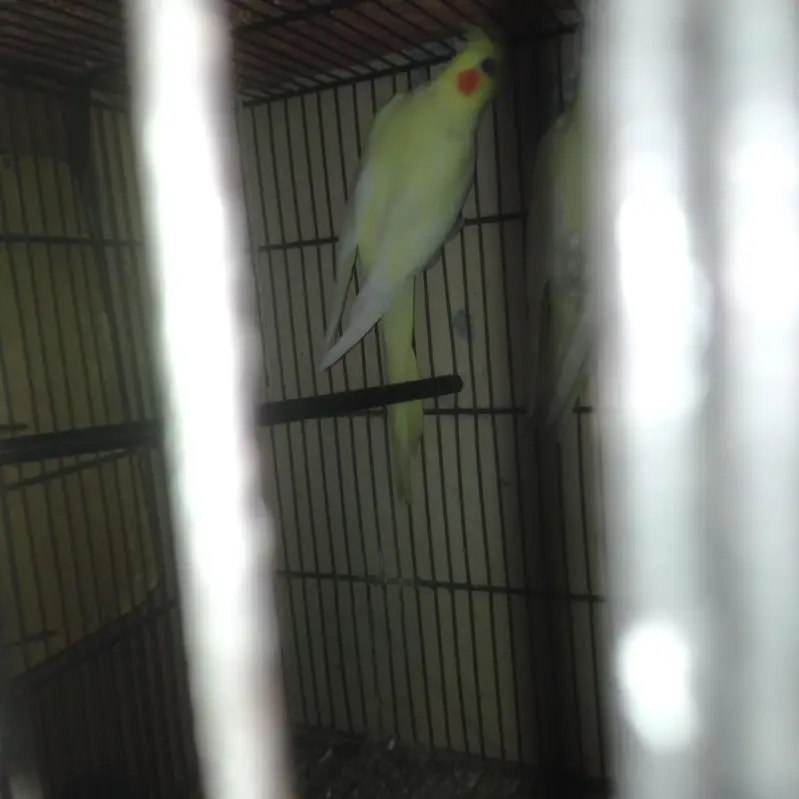 Cocktail Breeder pair with 1 year female chick — photo 2