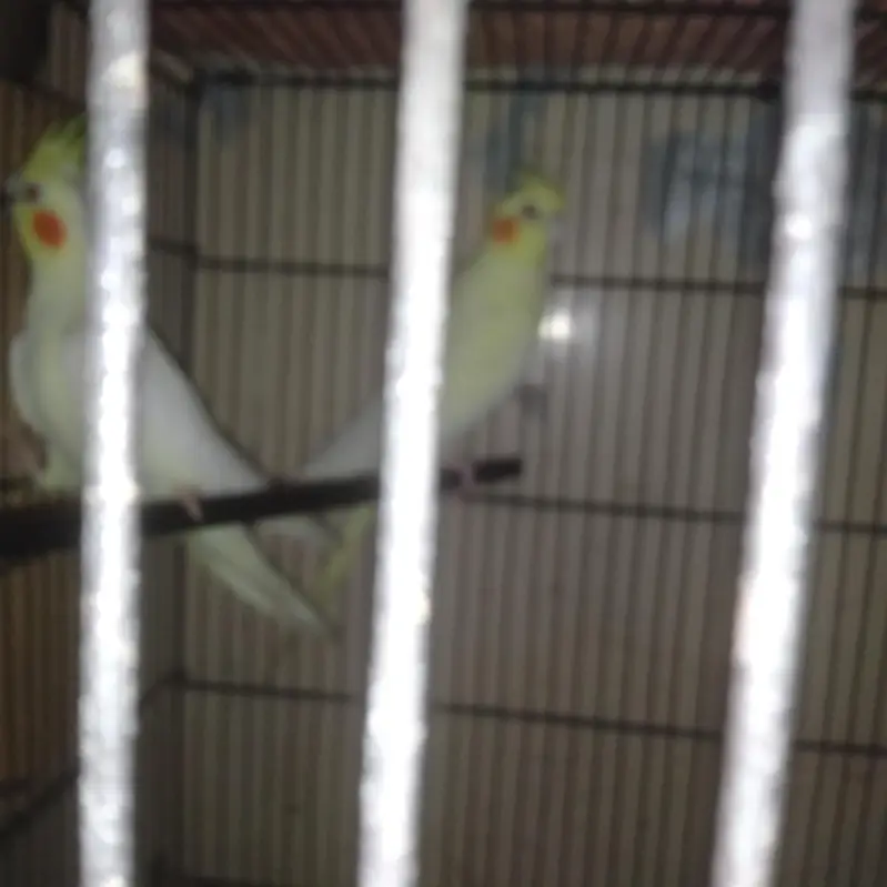 Cocktail Breeder pair with 1 year female chick — photo 3