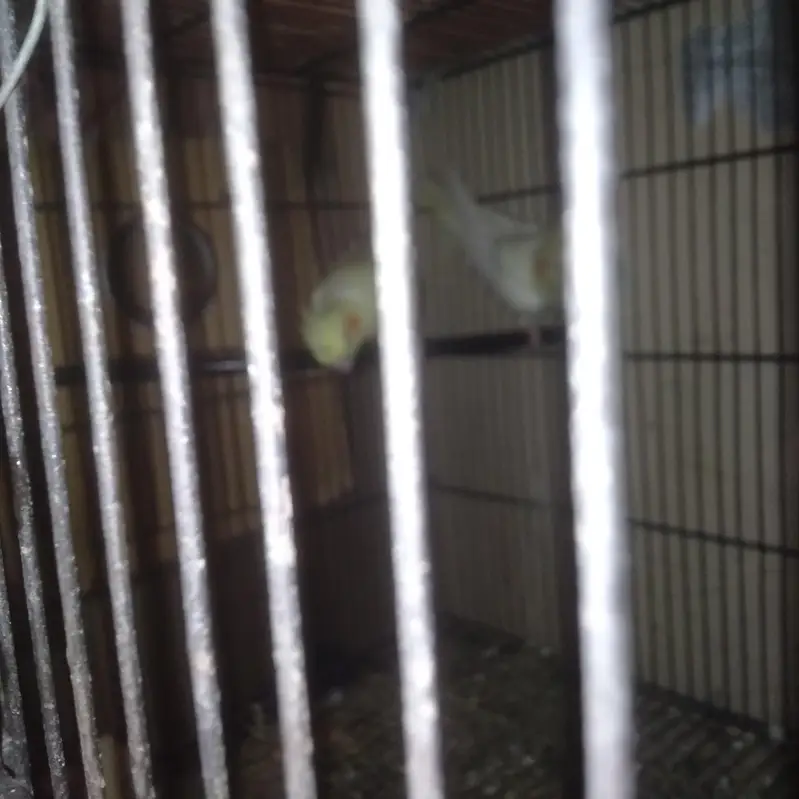 Cocktail Breeder pair with 1 year female chick — photo 4