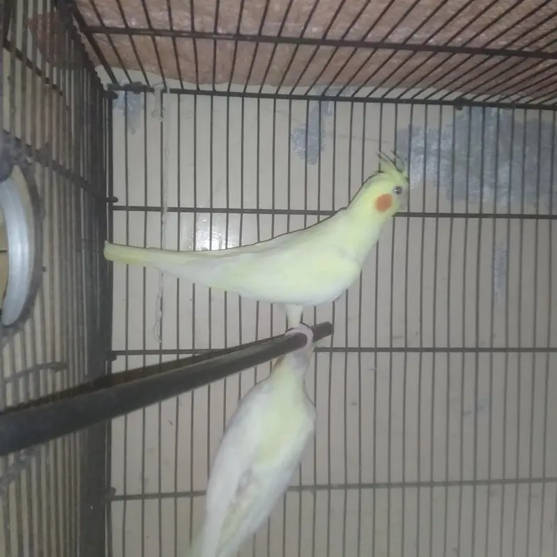 Cocktail Breeder pair with 1 year female chick — photo 5