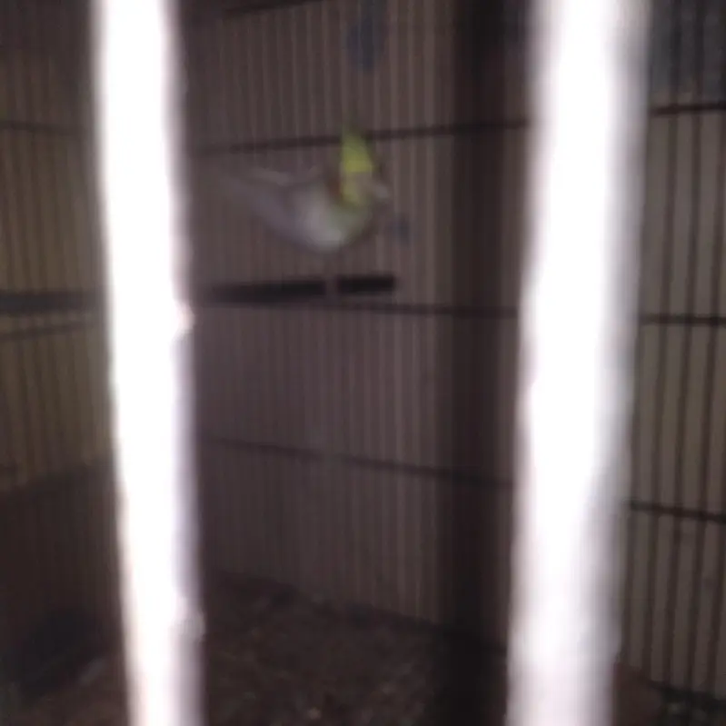 Cocktail Breeder pair with 1 year female chick — photo 6