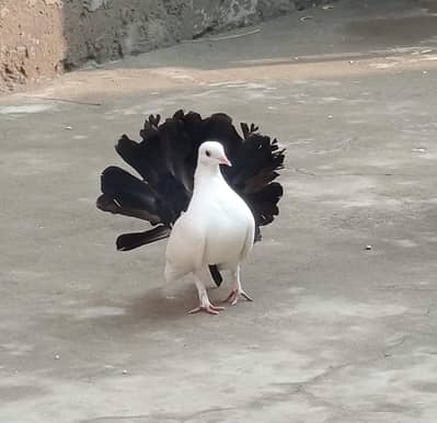 black tail pigeon. . . . . Faisalabad . . . 03032140370