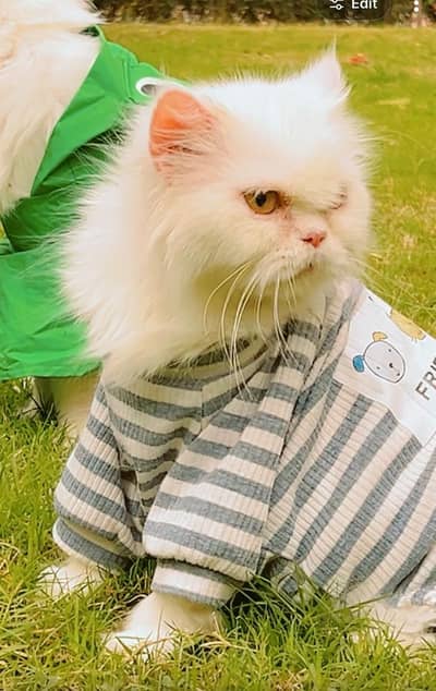 Extreme Punch triple coated female Persian for sale