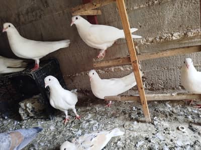 makko piegons for sale