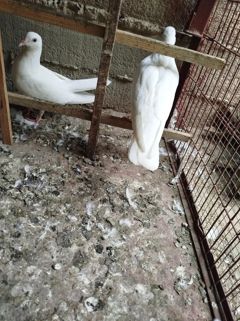 makko piegons for sale — photo 2