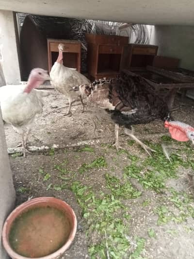 Turkey Hen