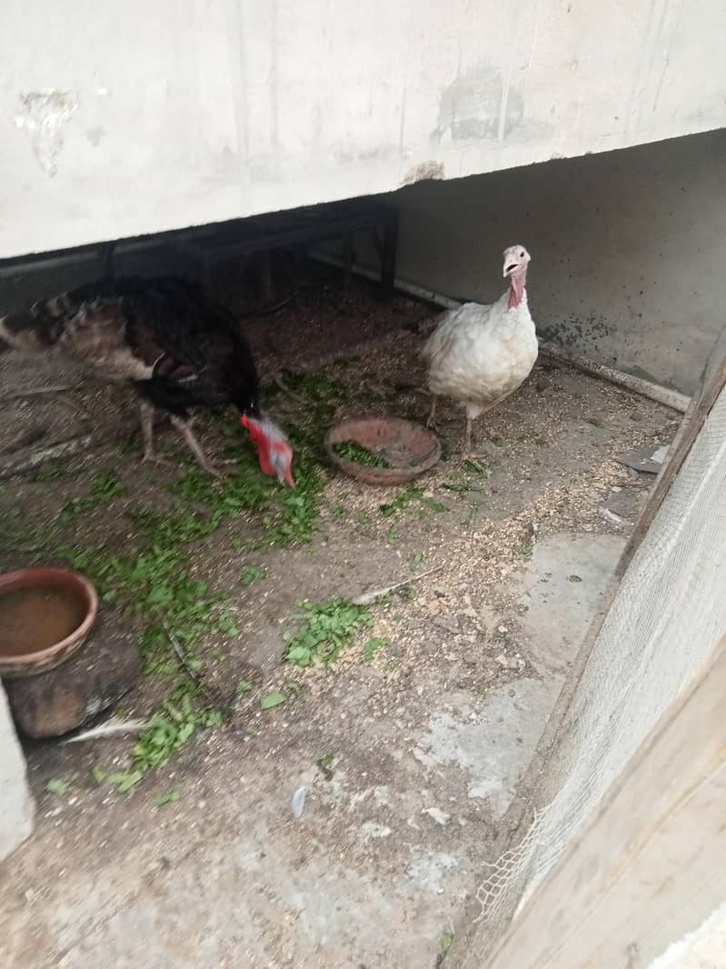 Turkey Hen 1