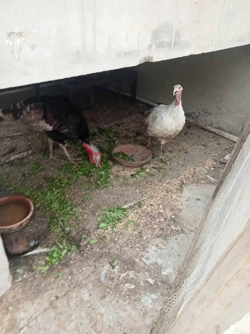 Turkey Hen — photo 2