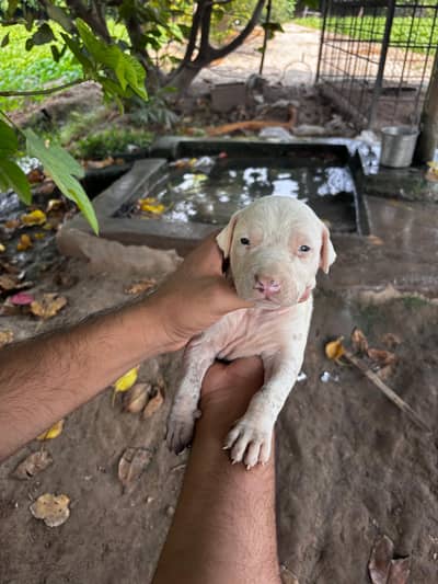 Kohati Gultair Puppy for Sale