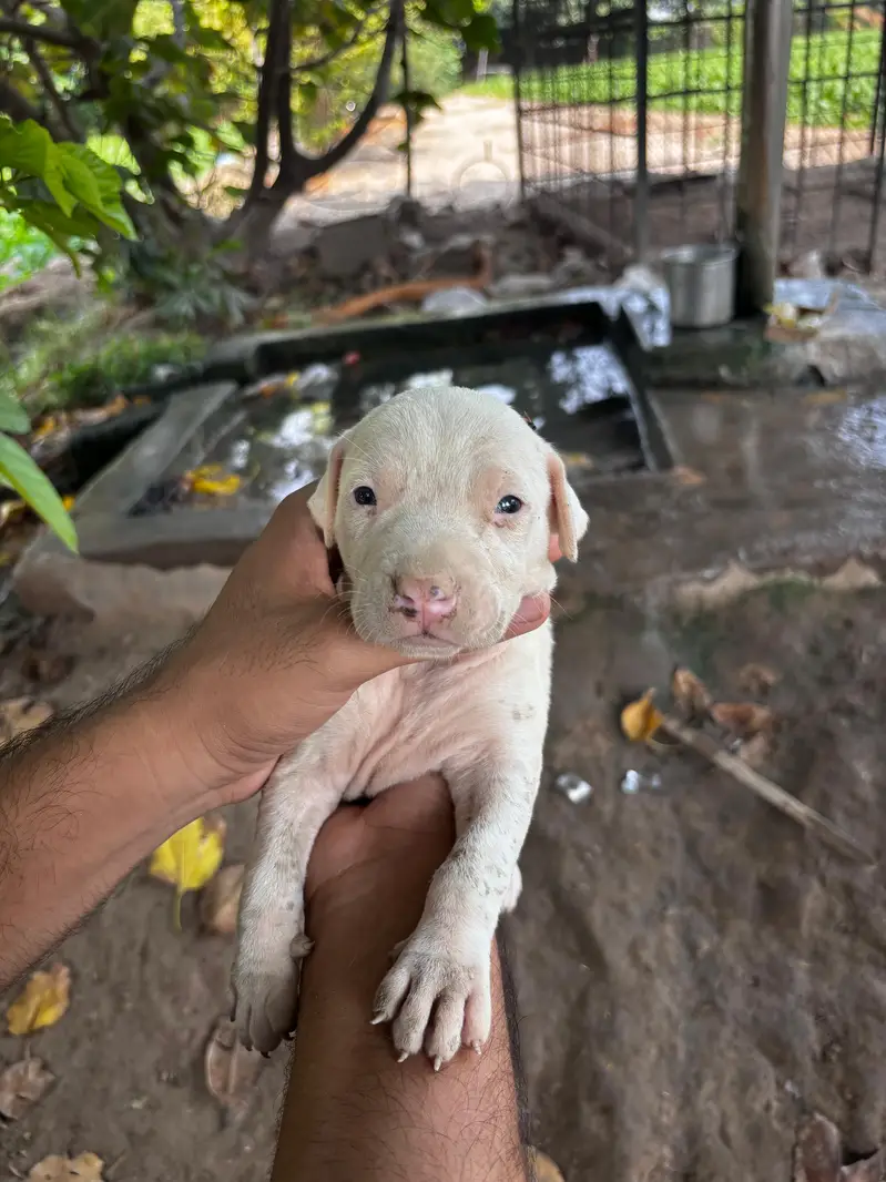 Kohati Gultair Puppy for Sale — photo 2