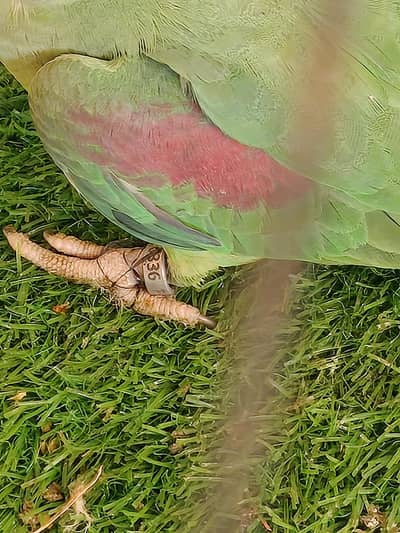 Raw parrots healthy