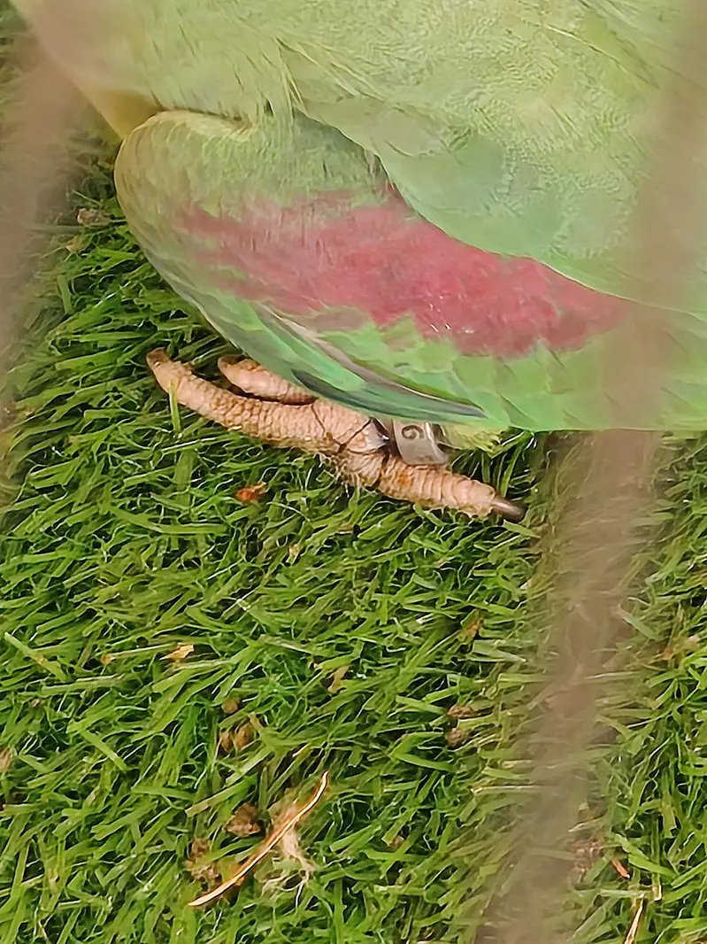Raw parrots healthy — photo 2