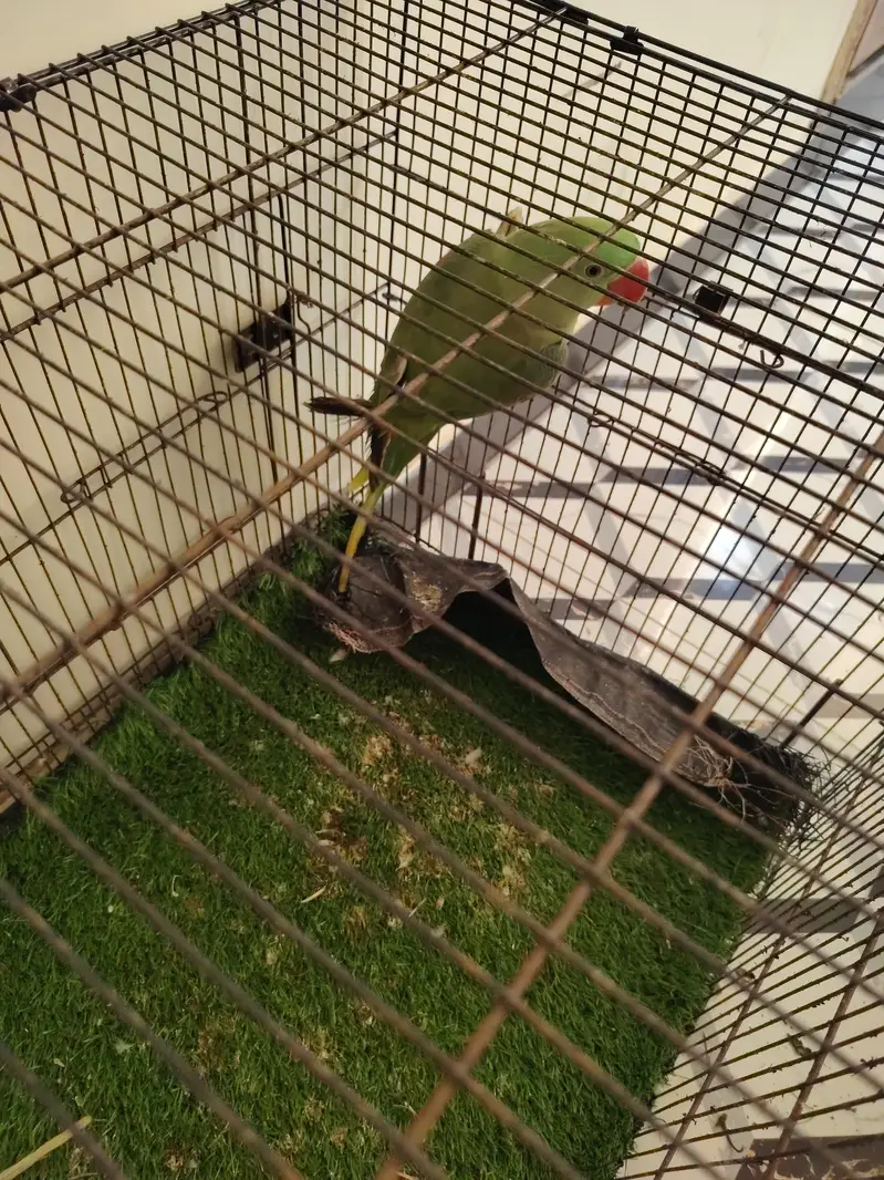 Raw parrots healthy — photo 3