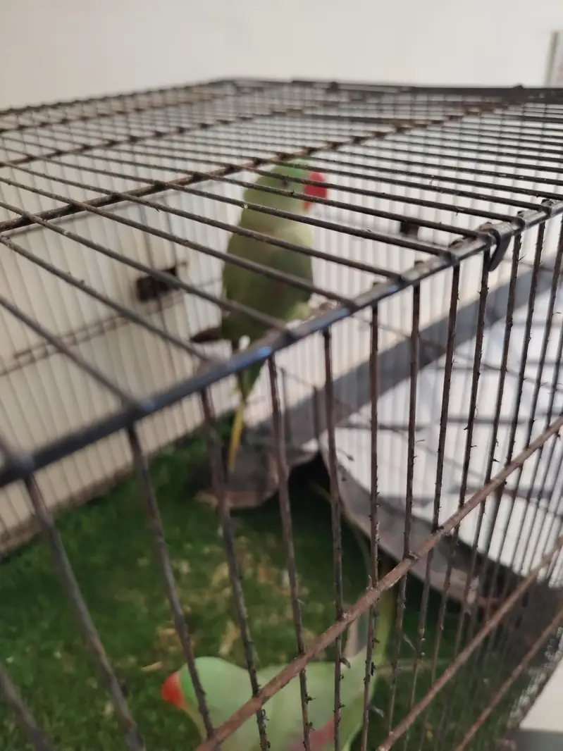 Raw parrots healthy — photo 5