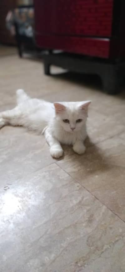 Persian Cat For Urgent Sale