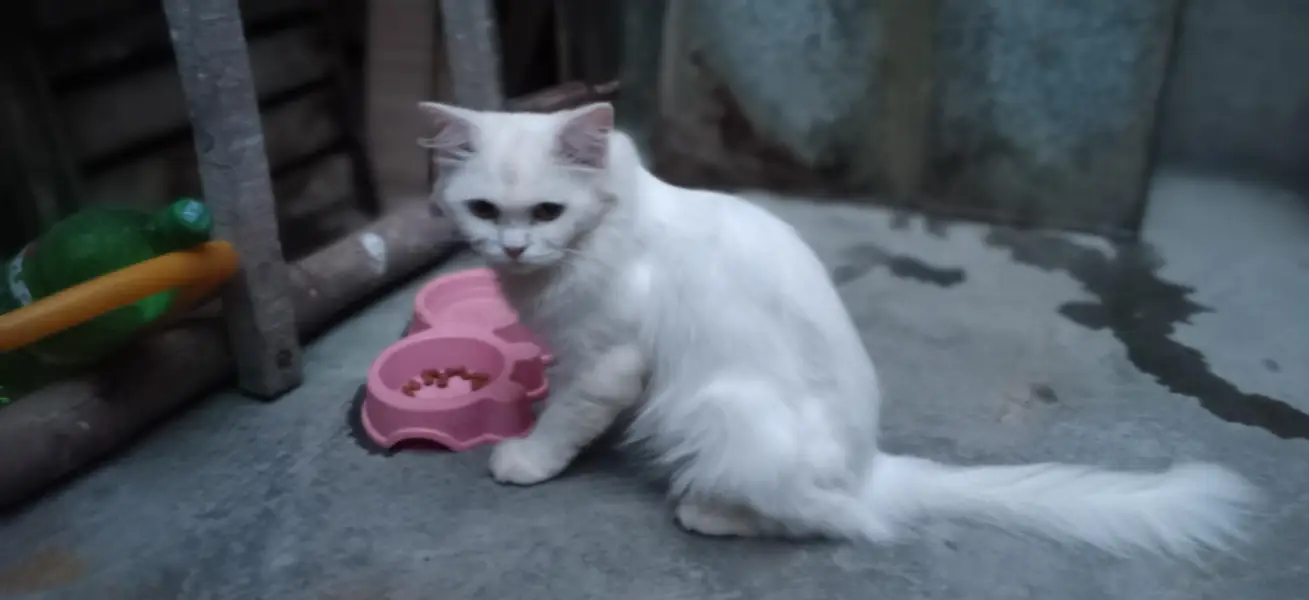 Persian Cat For Urgent Sale — photo 2
