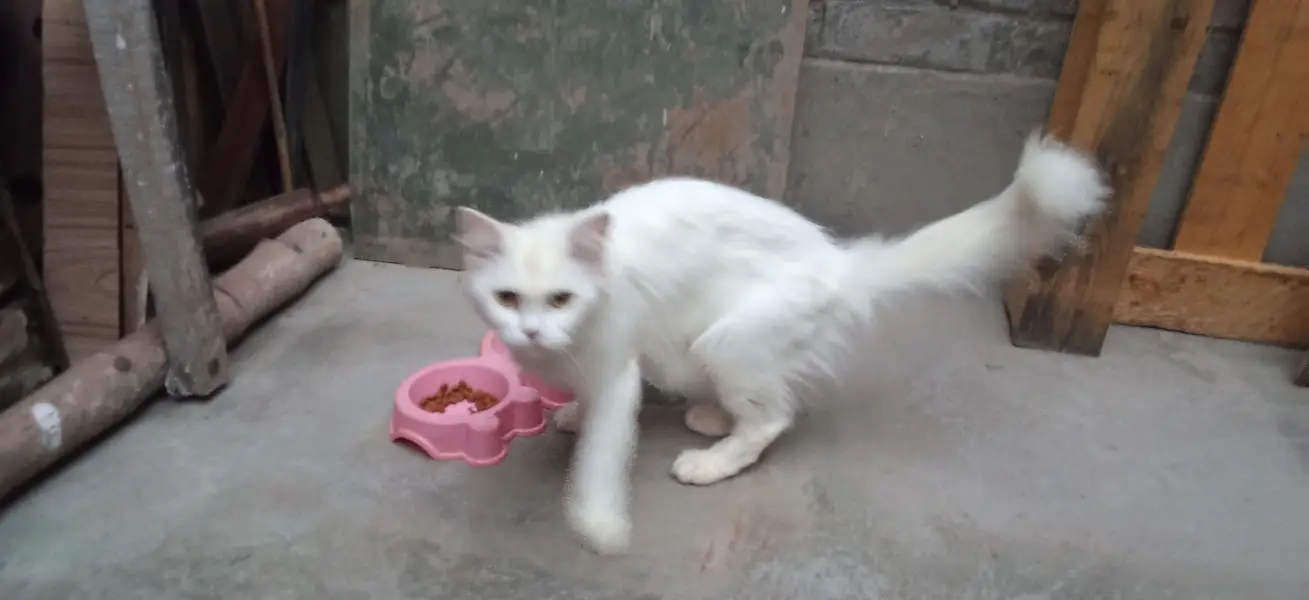 Persian Cat For Urgent Sale — photo 3