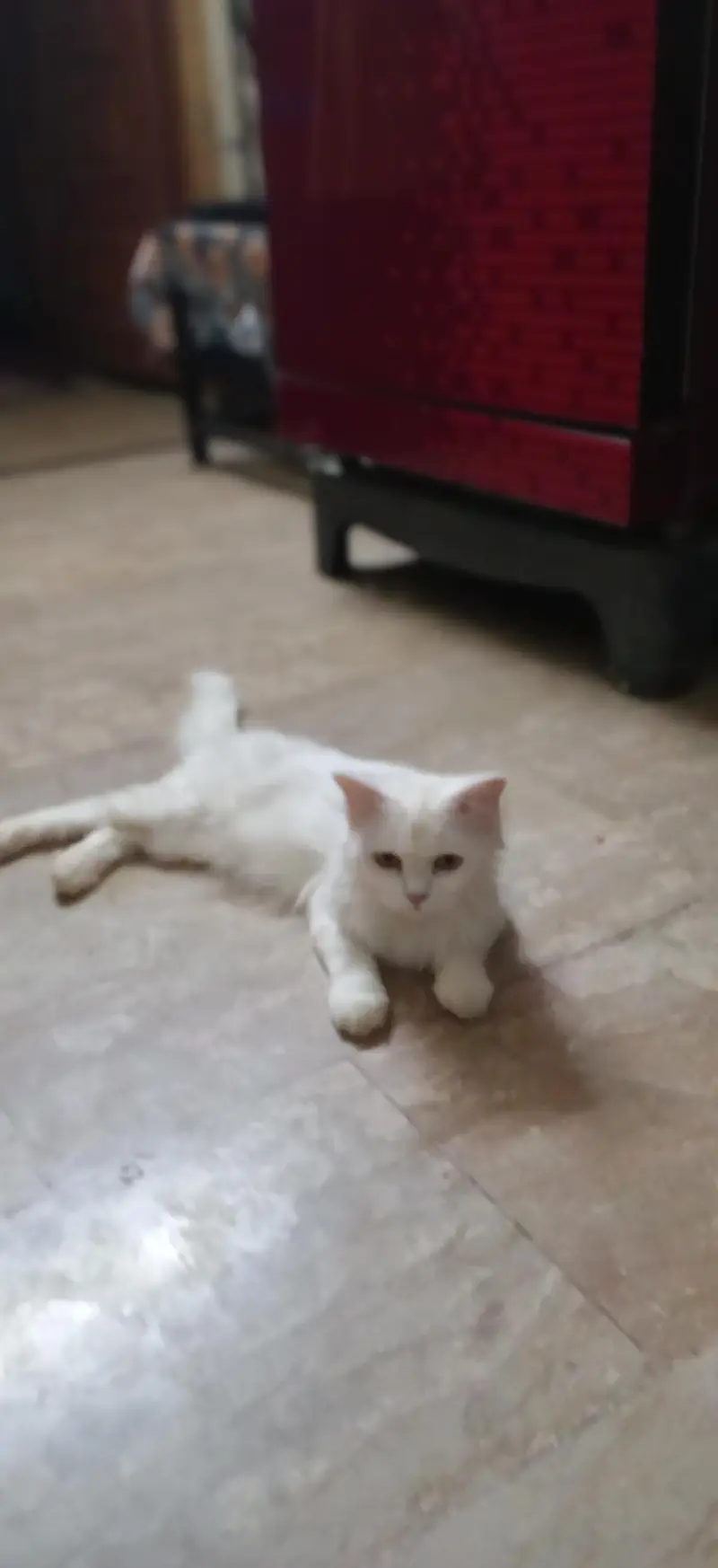 Persian Cat For Urgent Sale — photo 4