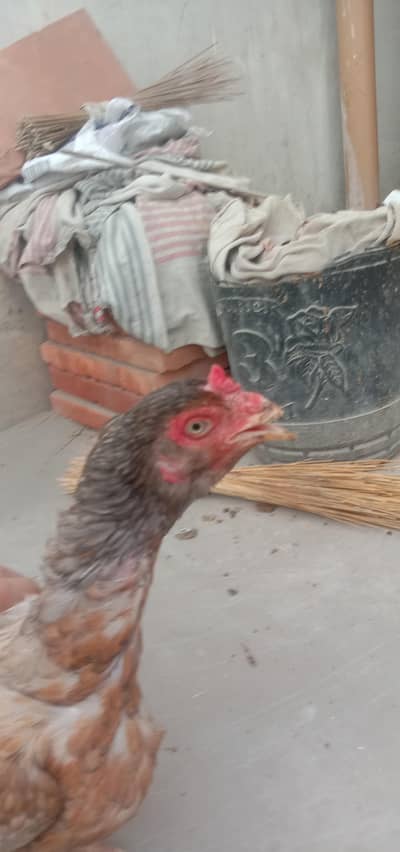 mianwali murgi