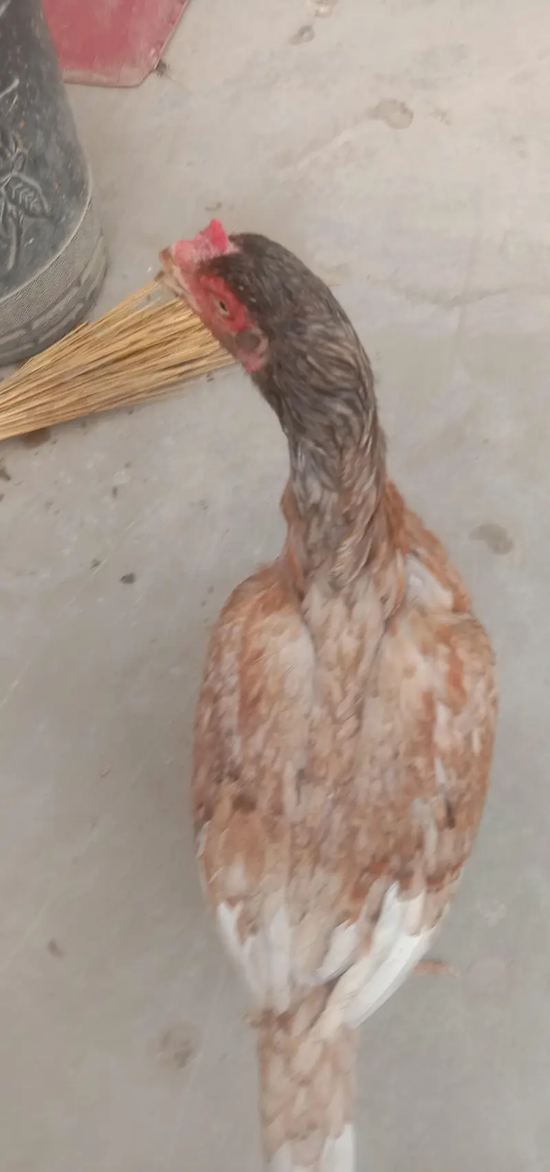 mianwali murgi — photo 2