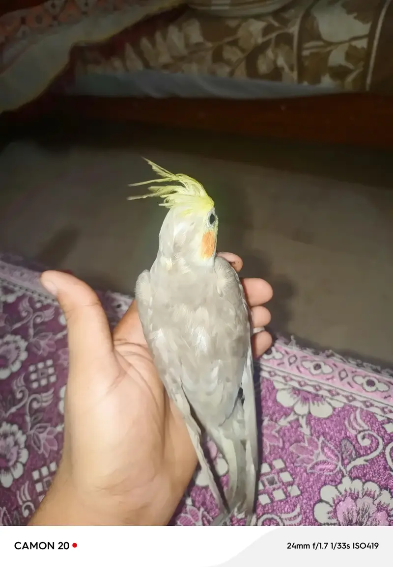 hand tame — photo 3