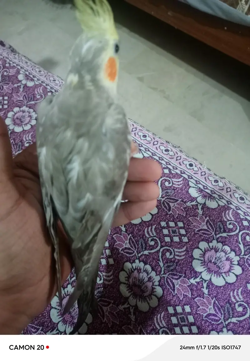 hand tame — photo 4