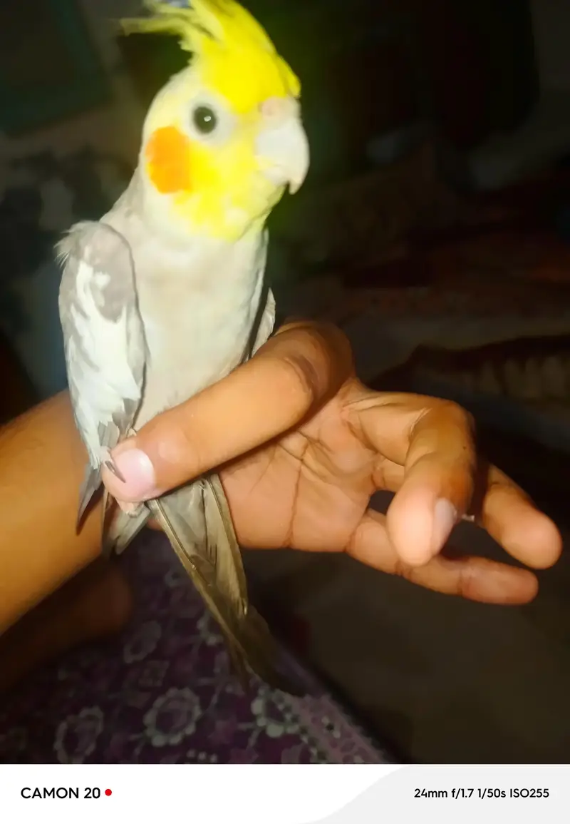 hand tame — photo 5