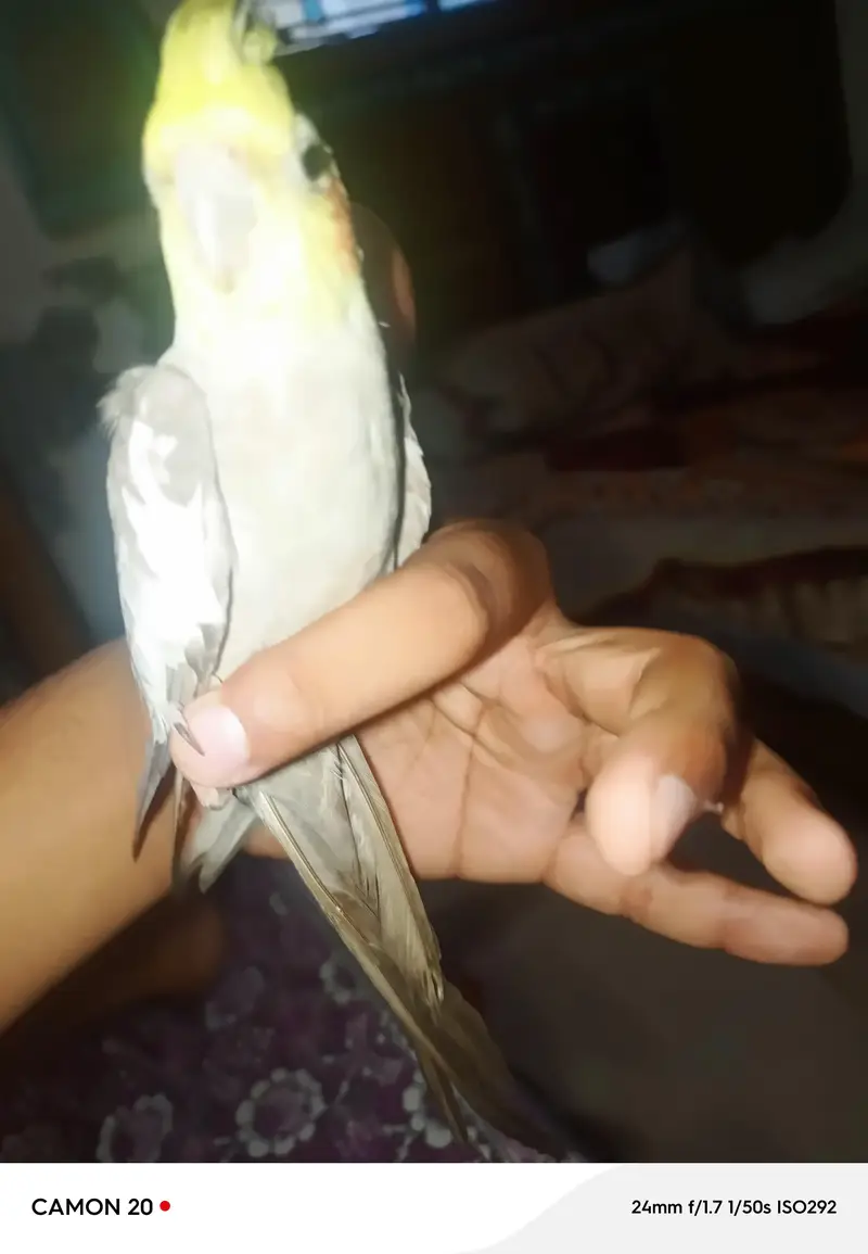 hand tame — photo 6