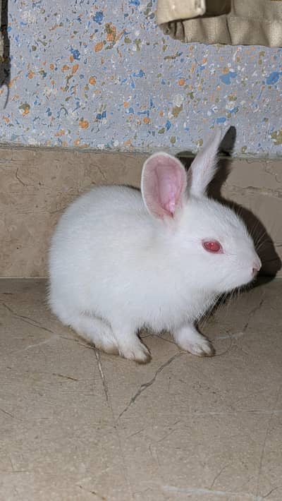 Rabbits