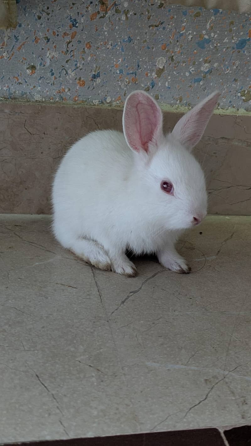 Rabbits 1