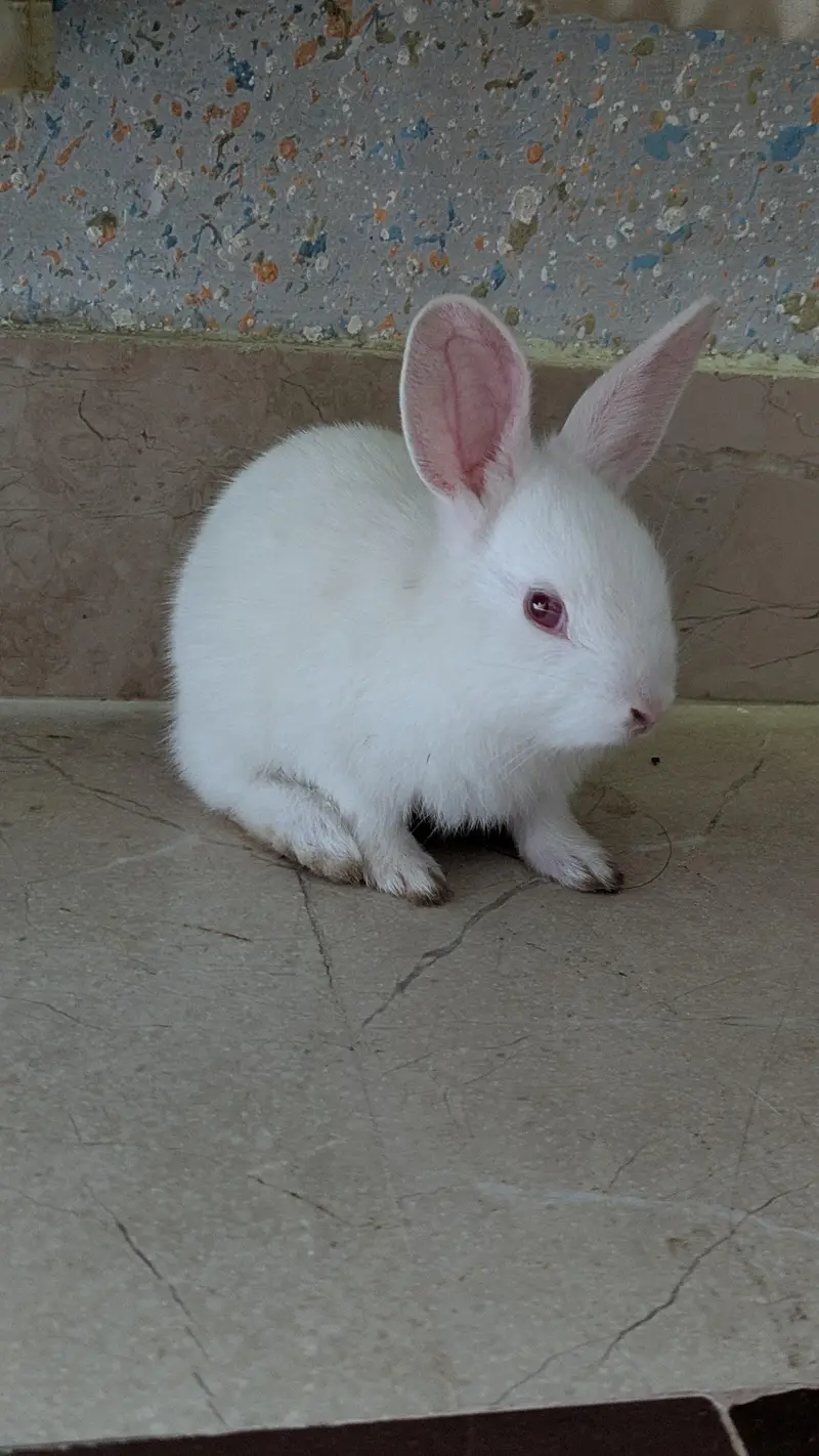 Rabbits — photo 2