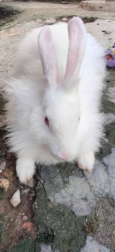 Active Rabbit Pair For Sale - 5 Months Age