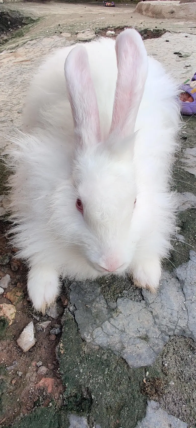 Active Rabbit Pair For Sale - 5 Months Age