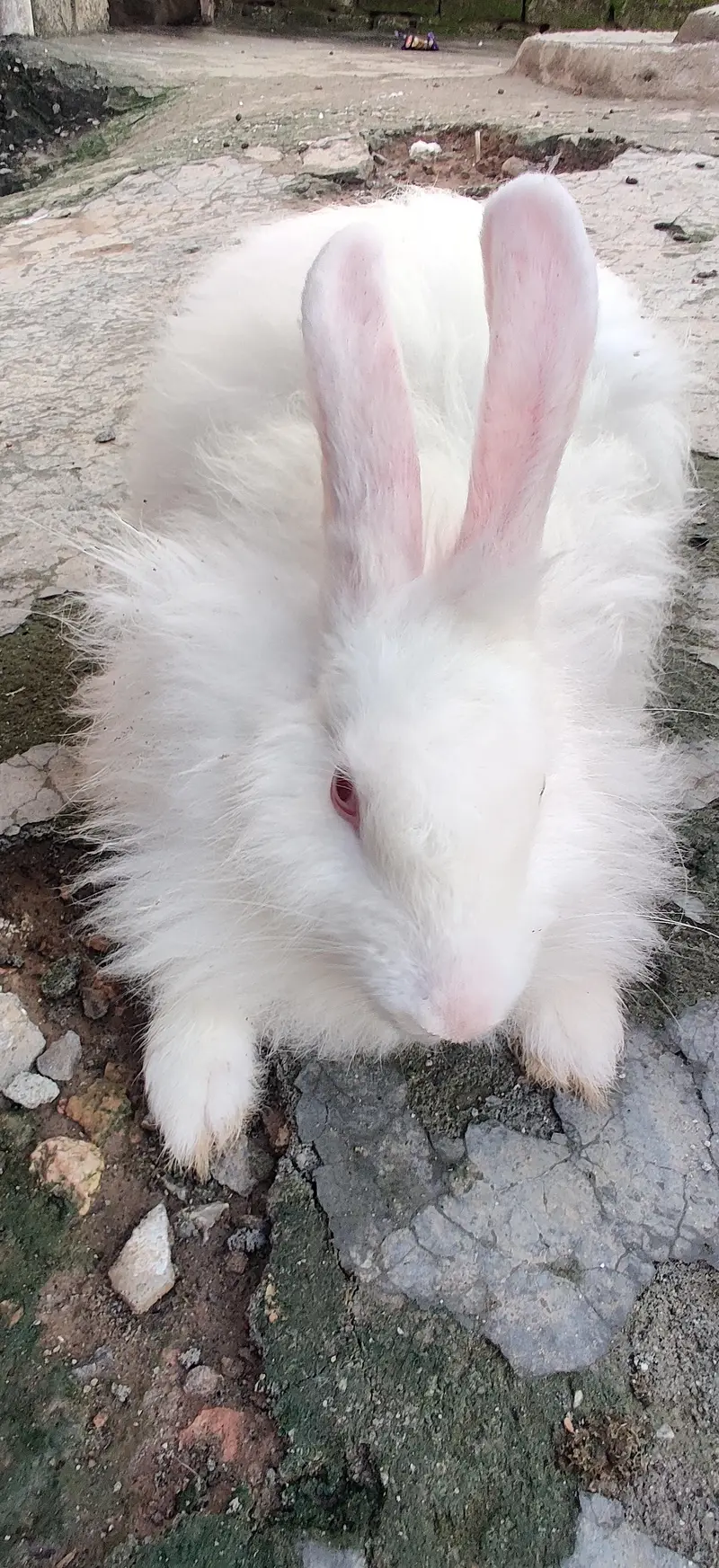 Active Rabbit Pair For Sale - 5 Months Age — photo 2