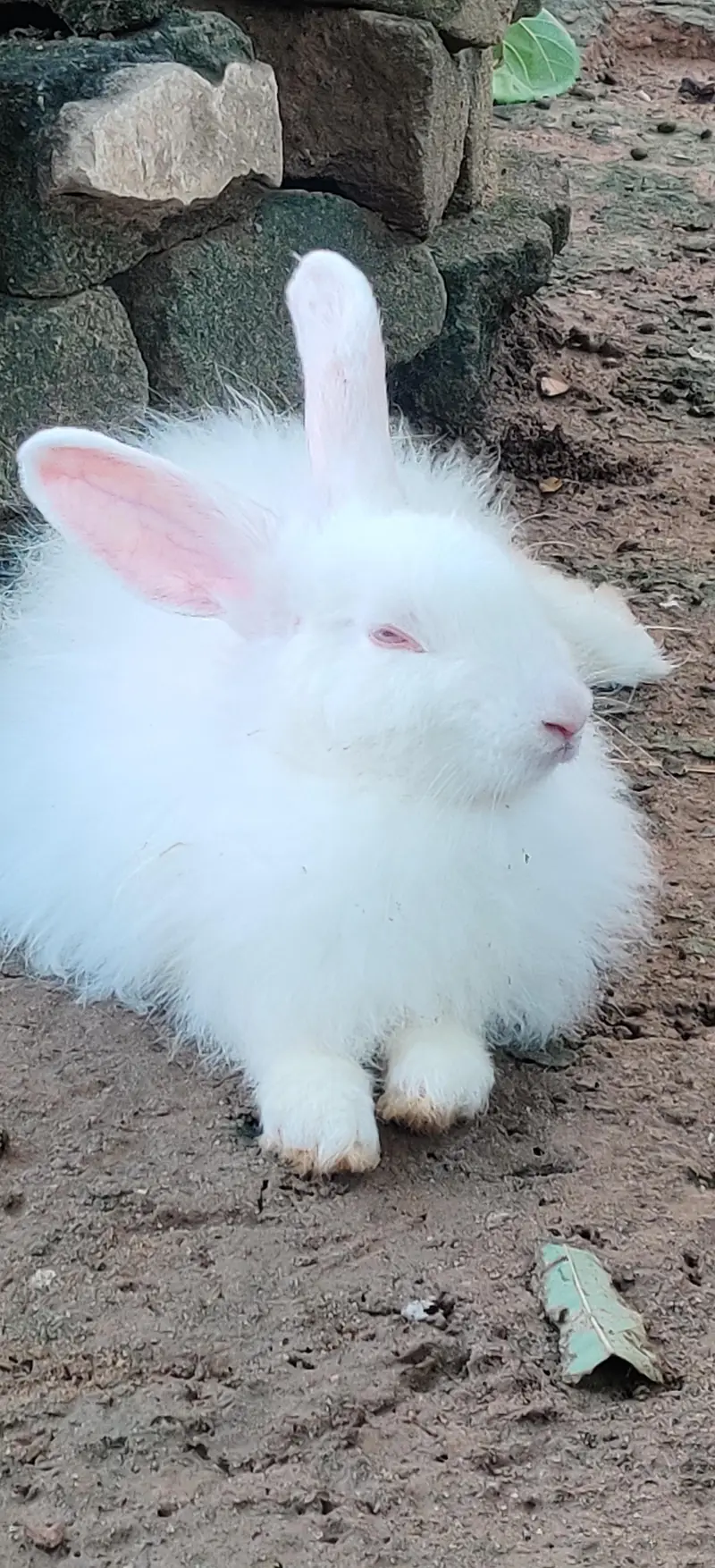 Active Rabbit Pair For Sale - 5 Months Age — photo 3