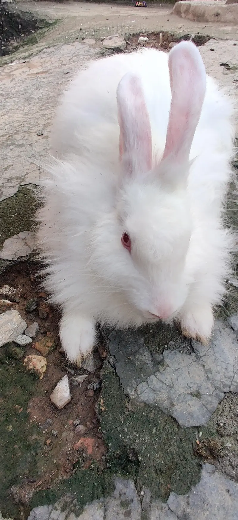Active Rabbit Pair For Sale - 5 Months Age — photo 4