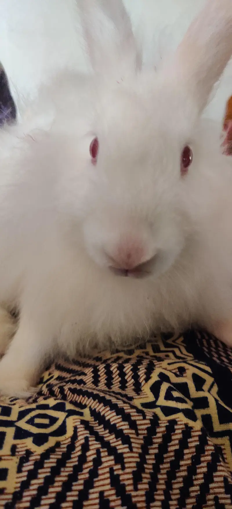 Active Rabbit Pair For Sale - 5 Months Age — photo 5