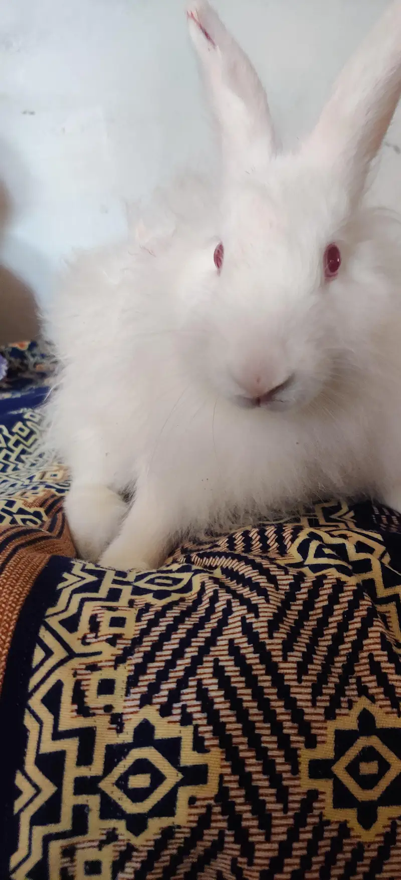 Active Rabbit Pair For Sale - 5 Months Age — photo 6