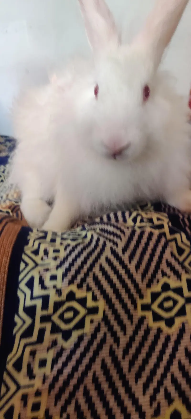 Active Rabbit Pair For Sale - 5 Months Age — photo 7
