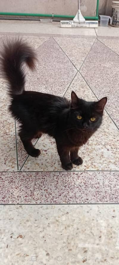 jet black male cat with orange eys 4 month old double cotted