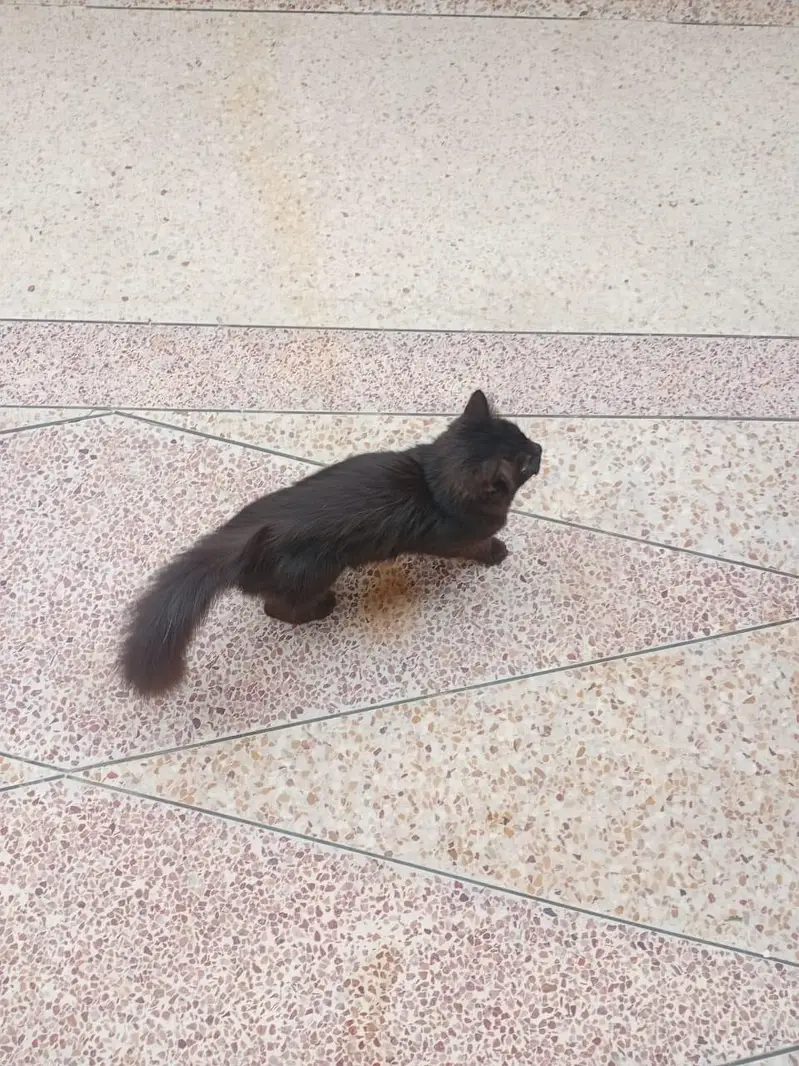 jet black male cat with orange eys 4 month old double cotted — photo 2