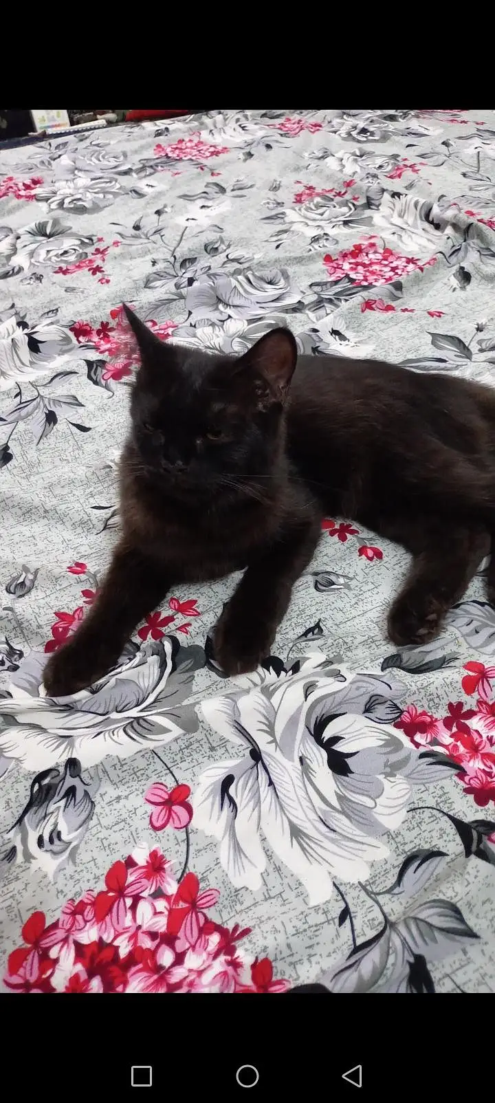 jet black male cat with orange eys 4 month old double cotted — photo 3
